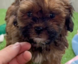 Shih Poo Puppies For Sale Simply Southern Pups